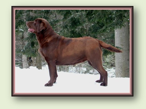 Juno