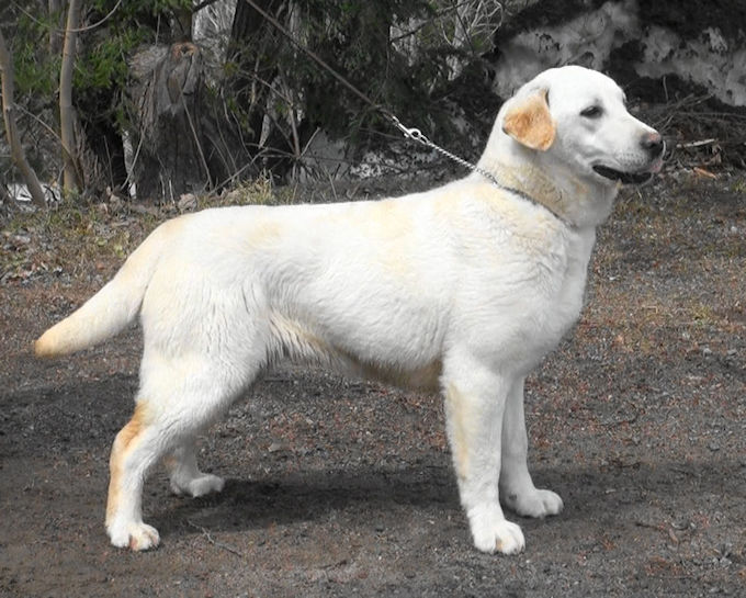 yellow female