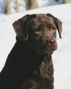 Niki
