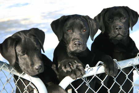Quinn-Jodi Pups