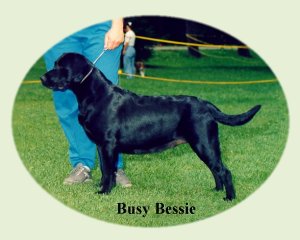 Lab online dog kennels
