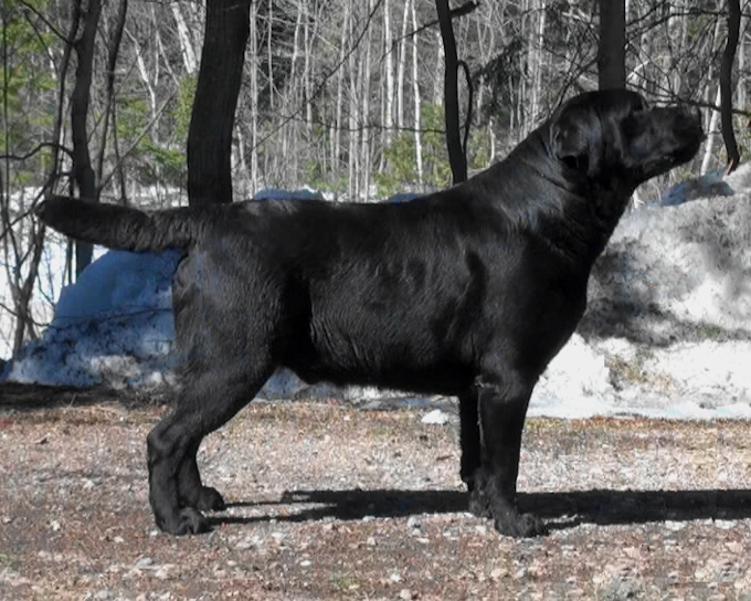 Onyx