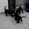 Puppy Tug o' War